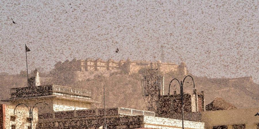 India: droni contro l'invasione delle locuste