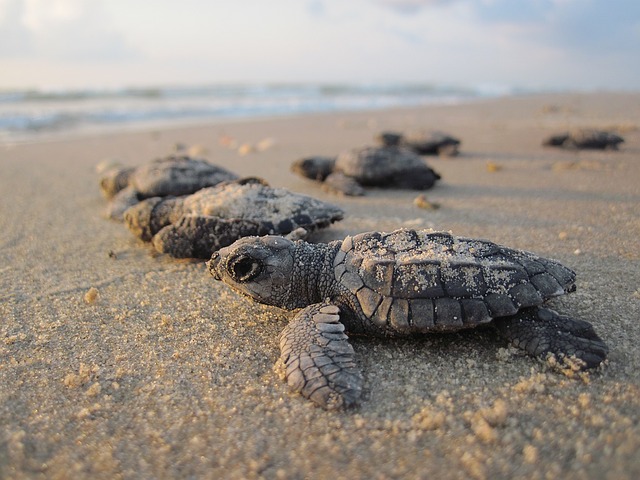 Droni del WWF per il monitoraggio delle tartarughe marine